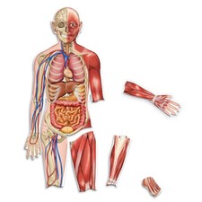 anatomy toys for kids
